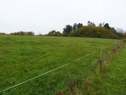 Land-/Forstwirtschaft zum Kauf provisionsfrei 9.900 € 2.308 m² 2.308 m² Grundstück Reiterhof Kron Dhron Neumagen-Dhron 54347