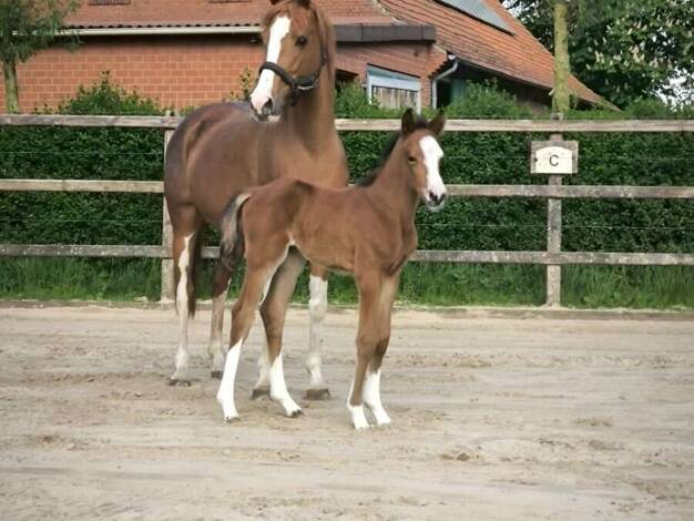 Reiterhof zum Kauf 875.000 € 25.000 m² Grundstück Wengsel Isterberg 48465