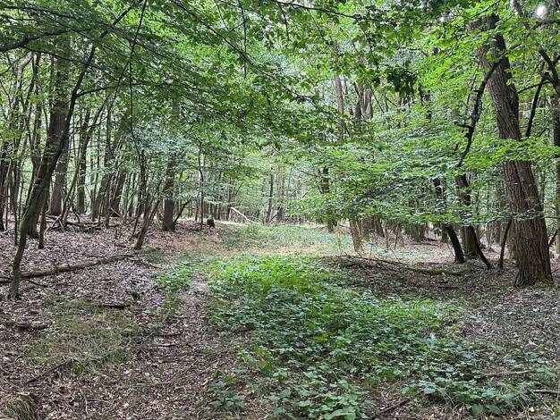 Land-/Forstwirtschaft zum Kauf 563.000 € 187.942 m² Grundstück Schwandorf / Ettmannsdorf 92421