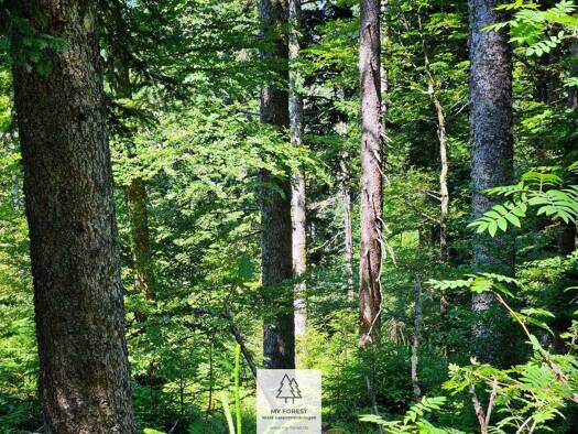 Grundstück zum Kauf 59.900 € 25.058 m² Grundstück Höchenschwand 79862