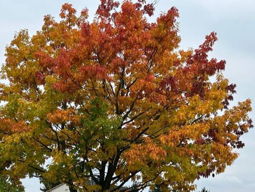 Wohnung zur Miete 2 € 1,5 Zimmer 25 m² Geschoss -1/2 frei ab 01.03.2026 Rath/Heumar Köln 51107