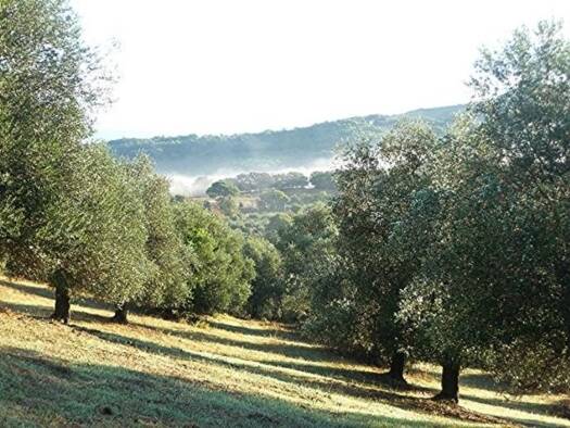 Grundstück zum Kauf provisionsfrei 199.000 € 45.000 m² Grundstück Baugenehmigung vorhanden Caldana 58020 