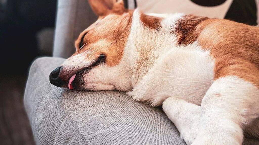 Einfamilienhaus zur Miete - Erstbezug 1.700 € 5 Zimmer 136 m² 530 m² Grundstück Schuckenbaum Leopoldshöhe 33818