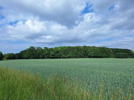 Land-/Forstwirtschaft zum Kauf 230.000 € 60.442 m² Grundstück Groß Schönwalde Greifswald 17491