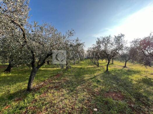 Acker-/Waldstück zum Kauf 100.000 € Novigrad Novigrad 52466