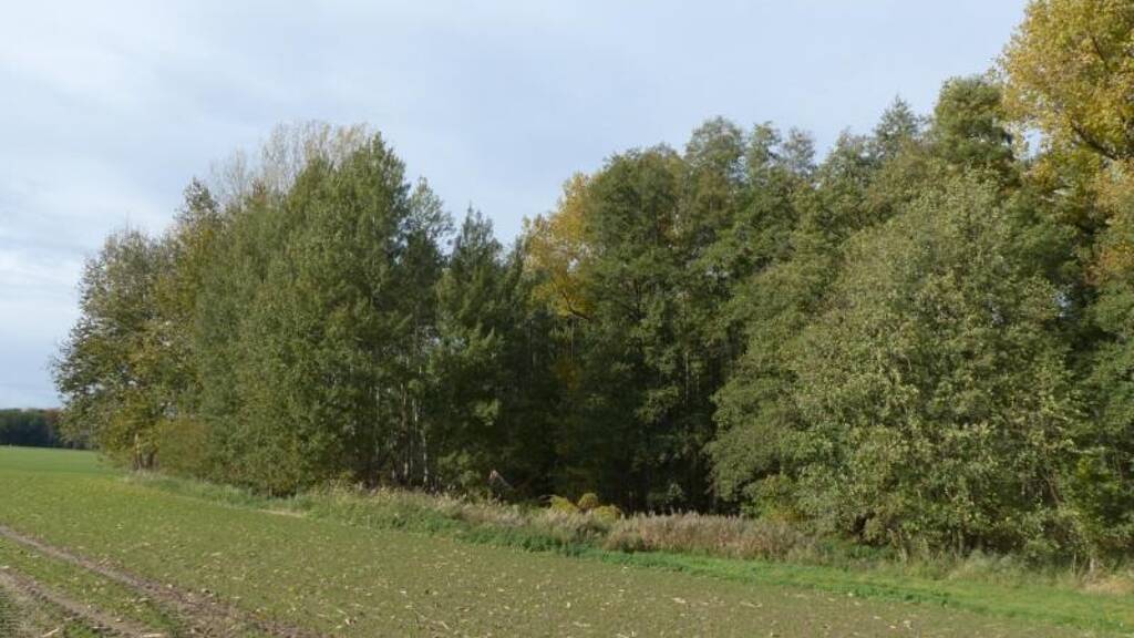 Land-/Forstwirtschaft zum Kauf 78.500 € 82.628 m² Grundstück Naundorf 04769