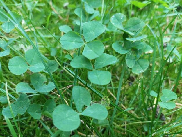 Grundstück zum Kauf provisionsfrei 300.000 € 500 m² Grundstück Biesdorf Berlin 12683