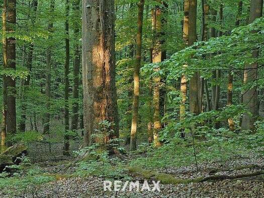 Forstwirtschaft zum Kauf 176.685 € Görtschach 9615