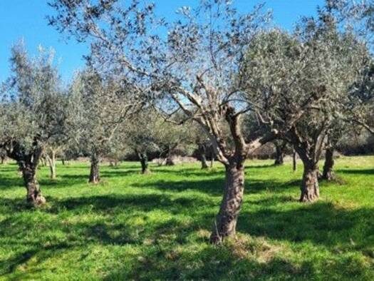 Grundstück zum Kauf 65.000 € 4.500 m² Grundstück Marčana 52206