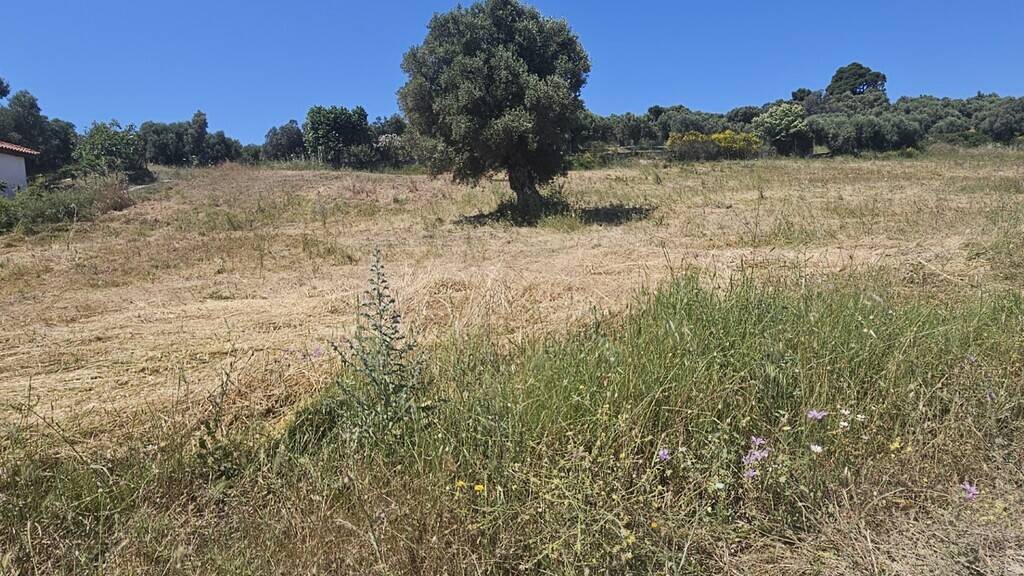 Land-/Forstwirtschaft zum Kauf 130.000 € 5.800 m² Grundstück Chalkidiki