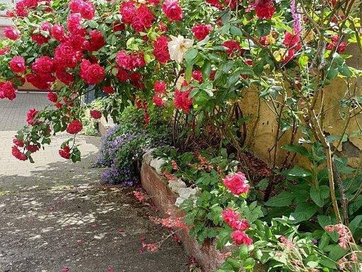 WG-Zimmer zur Miete 830 € 2 Zimmer 60 m² EG frei ab sofort Waldhof Mannheim 68307