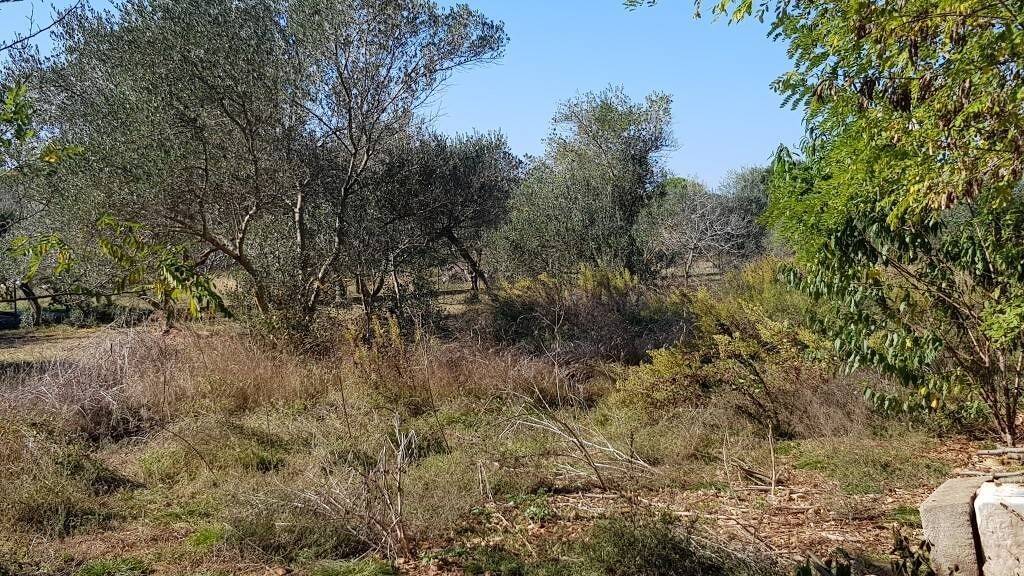 Land-/Forstwirtschaft zum Kauf 10.920 € Ugljan