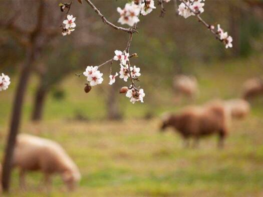 Grundstück zum Kauf 1.095.000 € 61.000 m² Grundstück Algaida 07210