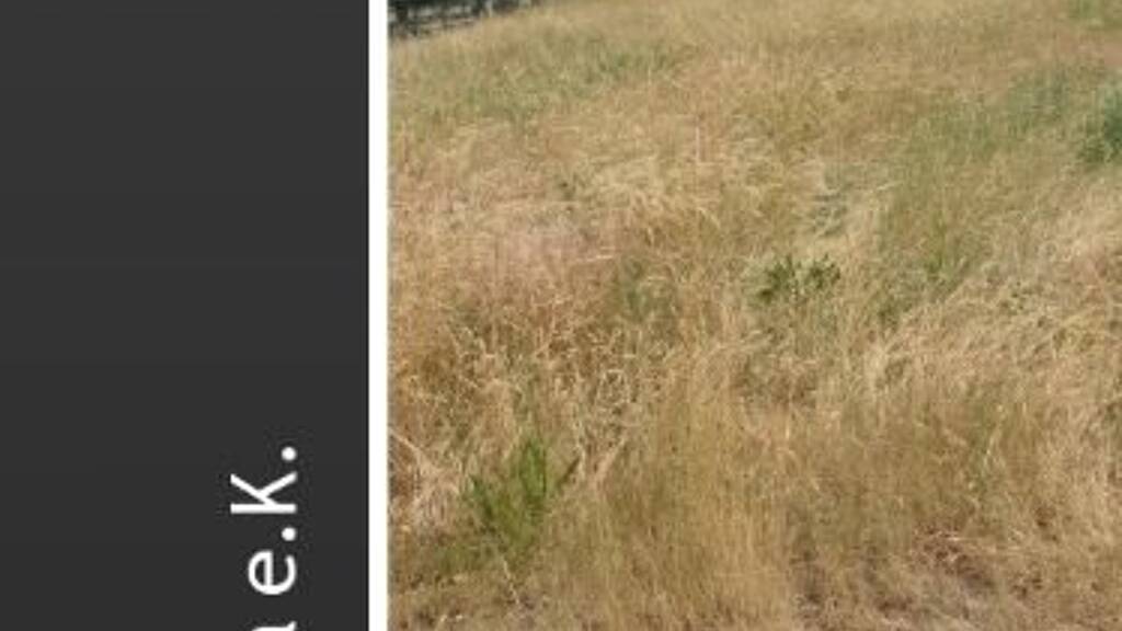 Grundstück zum Kauf 85.000 € 715 m² Grundstück Hohensaaten Hohen Saaten 16259