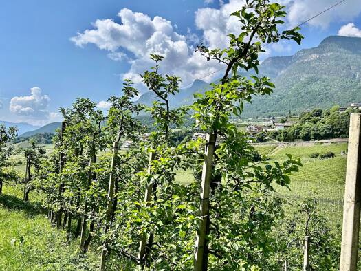 Grundstück zum Kauf 100.000 € 2.500 m² Grundstück Kaltern an der Weinstraße. 39052