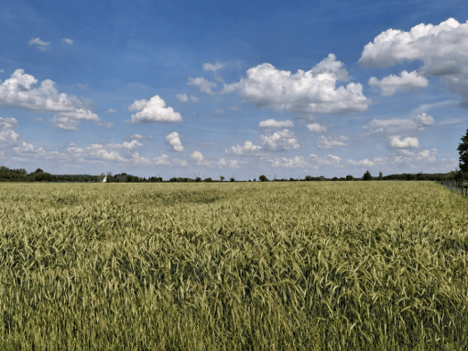 Landwirtschaftliche Fläche zum Kauf 408.980 € 31.460 m² Grundstück Beckum Beckum 59269