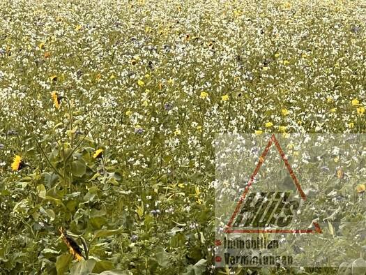 Land-/Forstwirtschaft zum Kauf 89.000 € 9.675 m² Grundstück Holzhausen Lienen 49536