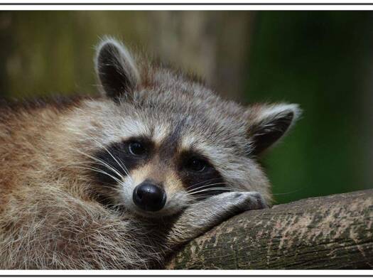 Wohnung zur Miete 685 € 1 Zimmer 35 m² 1. Geschoss Simon-Bolivar-Straße 6 Alt-Hohenschönhausen Berlin 13055