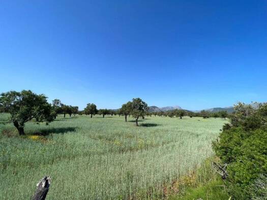 Acker-/Waldstück zum Kauf 900.000 € Pollença 07470