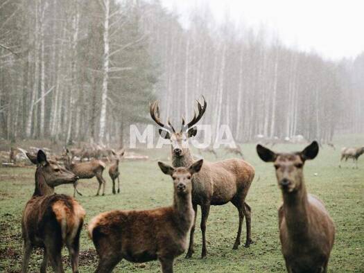 Villa zum Kauf 3.200.000 € 6 Zimmer 378 m² 9.640.000 m² Grundstück Deer garden  Eleja Eleja LV-3023