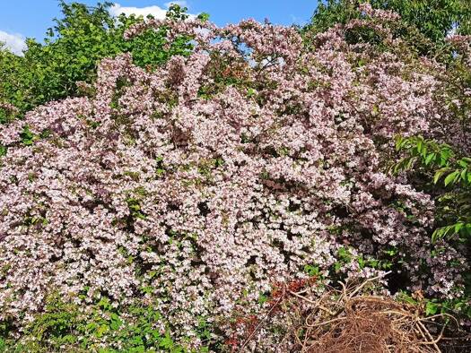 Grundstück zum Kauf provisionsfrei 494.360 € 727 m² Grundstück Baimbacher Weg 22 Katzwang Nürnberg 90455