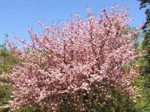 Studio zur Miete Wohnen auf Zeit 590 € 1 Zimmer 24 m² frei ab 03.03.2026 Billstedt Hamburg 22119