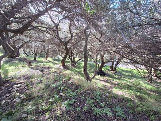 Land-/Forstwirtschaft zum Kauf 550.000 € 5.565 m² Grundstück Korfu