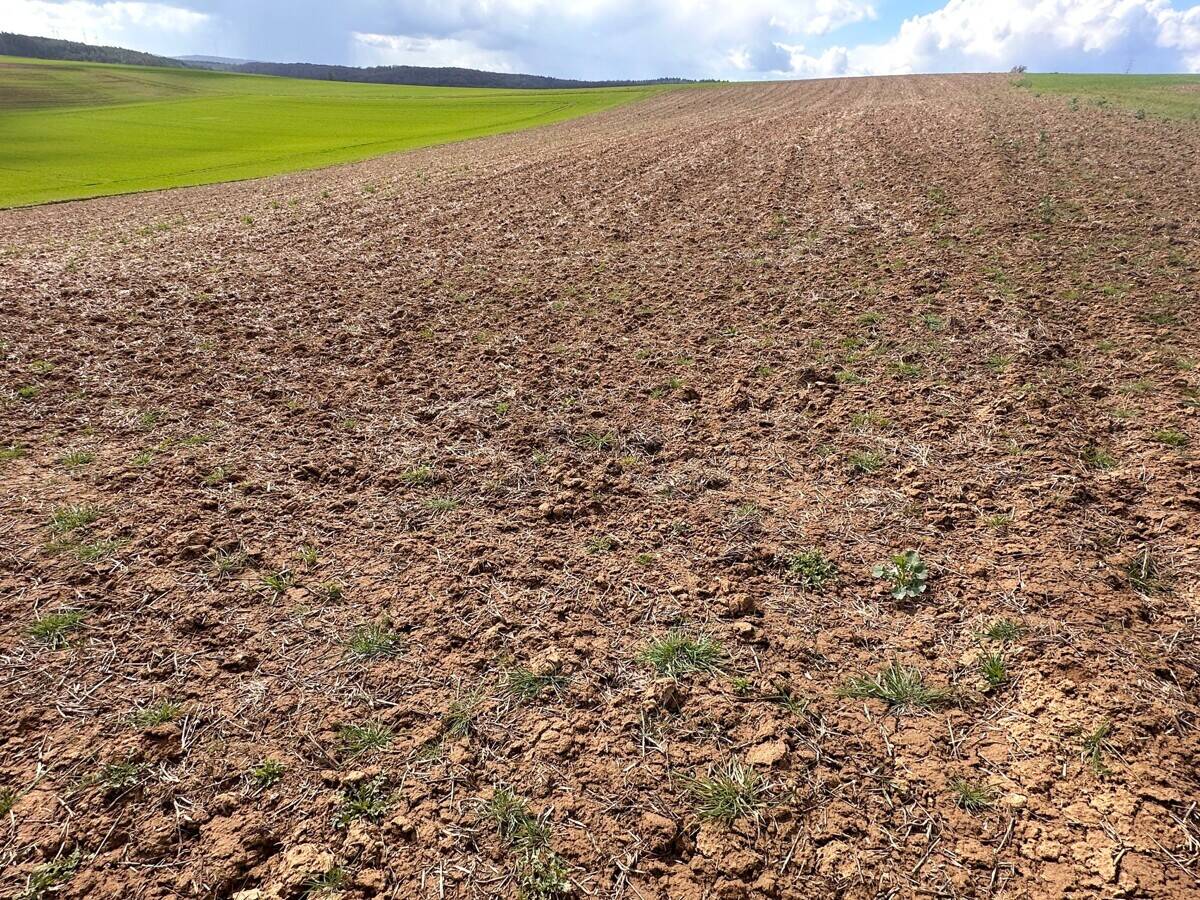 Landwirtschaftliche Fläche zum Kauf - Ansicht 3
