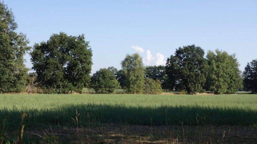 Grundstück zum Kauf provisionsfrei als Kapitalanlage geeignet 99.000 € 1.277 m² Grundstück Gallinchen Cottbus 03051