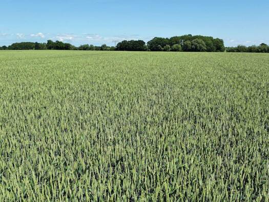 Land-/Forstwirtschaft zum Kauf 200.000 m² Hohenkirchen 23968