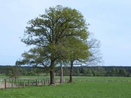 Grundstück zum Kauf 300.000 € 816 m² Grundstück Talweg Jesteburg 21266