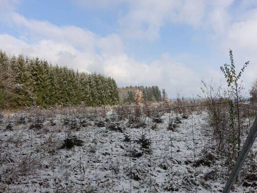 Landwirtschaftliche Fläche zum Kauf 80.000 € 6.600 m² Grundstück Rabeneck Schnaitsee 83530