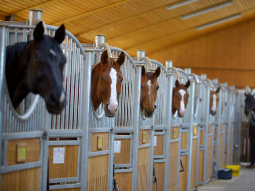 Reiterhof zum Kauf 169.000 m² Grundstück Baierbrunn 82065