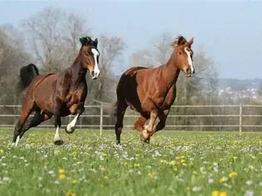 Grundstück zur Miete provisionsfrei 17.000 m² Grundstück Steddorf Bienenbüttel 29553