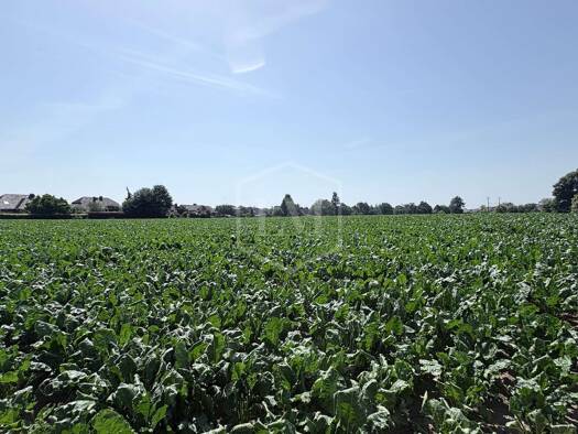 Land-/Forstwirtschaft zum Kauf 830.000 € 70.188 m² Grundstück Hamminkeln Hamminkeln 46499