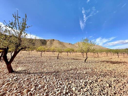 Acker-/Waldstück zum Kauf 49.000 € Orihuela 03689