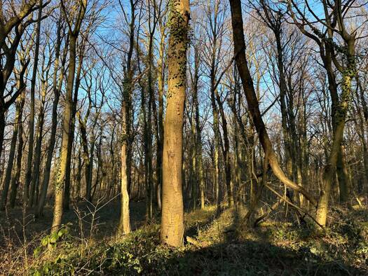 Land-/Forstwirtschaft zum Kauf als Kapitalanlage geeignet 2.000.000 € 1.020.000 m² Sindorf Kerpen 50170