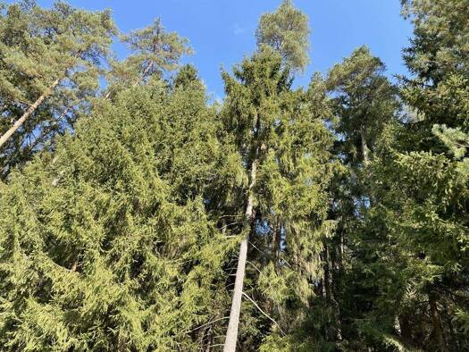 Land-/Forstwirtschaft zum Kauf 184.200 € 36.792 m² Grundstück Altenstadt Altenstadt an der Waldnaab 92665