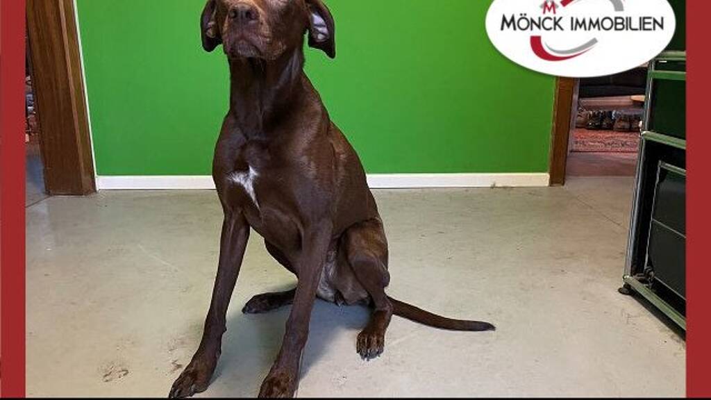 Einfamilienhaus zum Kauf provisionsfrei 360.000 € 5 Zimmer 130 m² 674 m² Grundstück Weener 26826