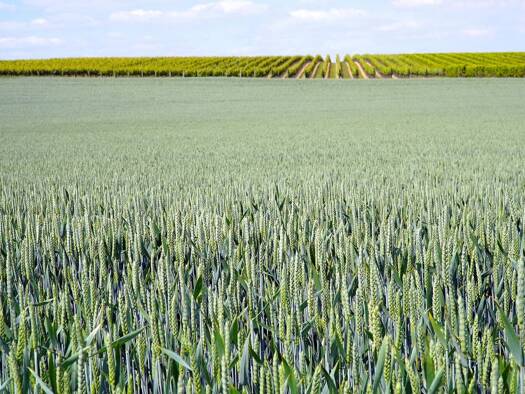 Land-/Forstwirtschaft zum Kauf 35.809 m² Grundstück Petersdorf Bösel / Petersdorf 26219