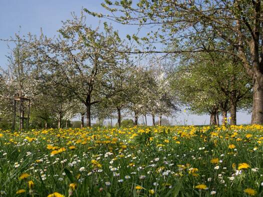 Land-/Forstwirtschaft zum Kauf 56.000 € 7.500 m² Grundstück Bad Waldsee Bad Waldsee 88339