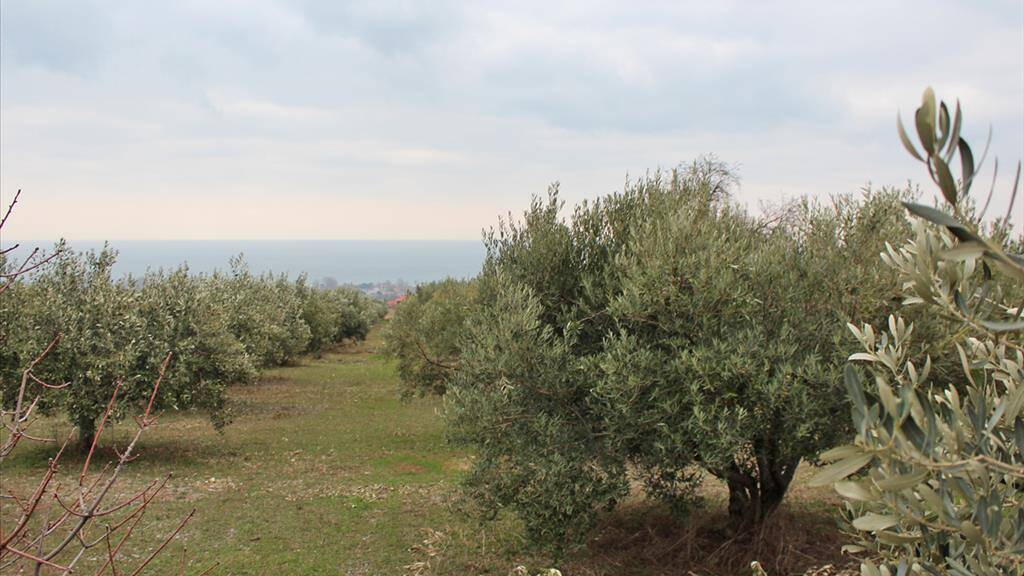 Land-/Forstwirtschaft zum Kauf 170.000 € 4.000 m² Grundstück Olympische Riviera