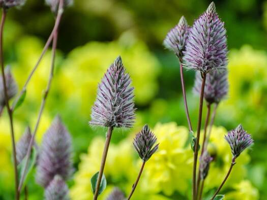 Doppelhaushälfte zum Kauf 583.999 € 5 Zimmer 134 m² 330 m² Grundstück Grafenwald Bottrop 46244