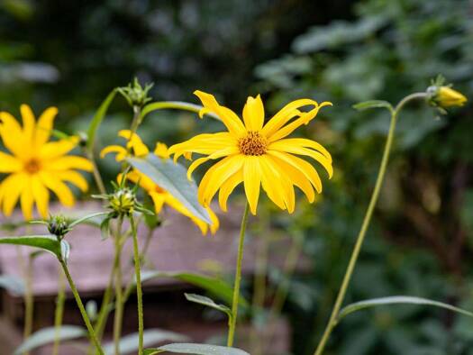 Bauernhaus zum Kauf 13 Zimmer 700 m² 7.531 m² Grundstück Oberneuland Bremen / Oberneuland 28355