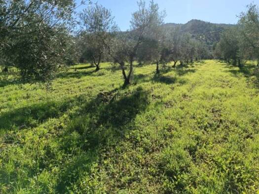 Acker-/Waldstück zum Kauf 125.000 € 36°40'53.5"N 4°50'38.0"W Guaro 29108