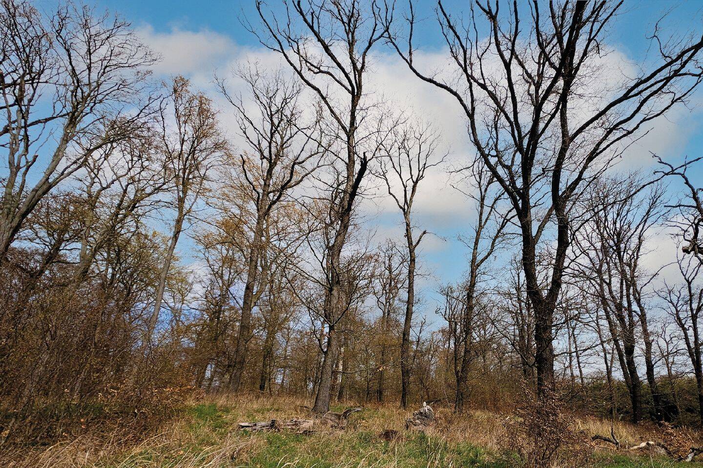 Land-/Forstwirtschaft zum Kauf - Ansicht 4