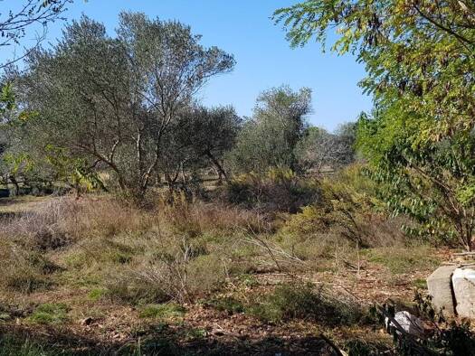 Acker-/Waldstück zum Kauf 10.920 € Preko 23273
