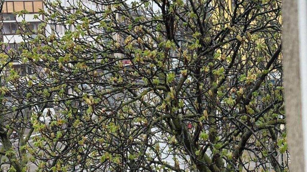 Wohnung zur Miete - Erstbezug 600 € 2 Zimmer 48 m² 2. Geschoss Quellenstraße Wien 1100