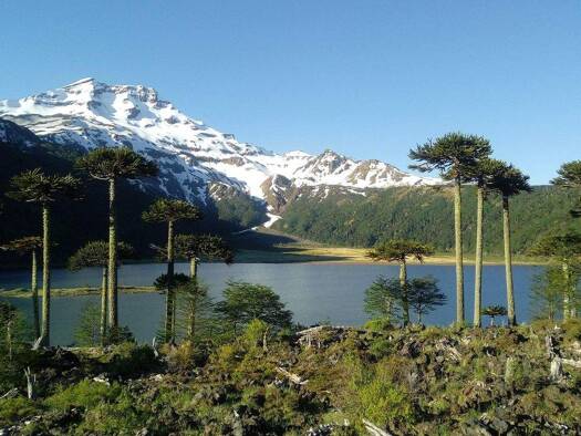 Landwirtschaftliche Fläche zum Kauf 12.513.485 € 12.000.000 m² Grundstück R-761 Curacautin