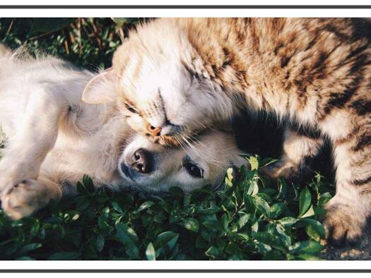 Wohnung zur Miete 653 € 1 Zimmer 35 m² 1. Geschoss Simon-Bolivar-Straße 3 Alt-Hohenschönhausen Berlin 13055